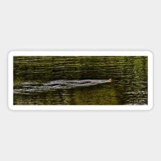 Norfolk Broads swimming snake Sticker